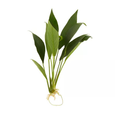 Anubias Congensis