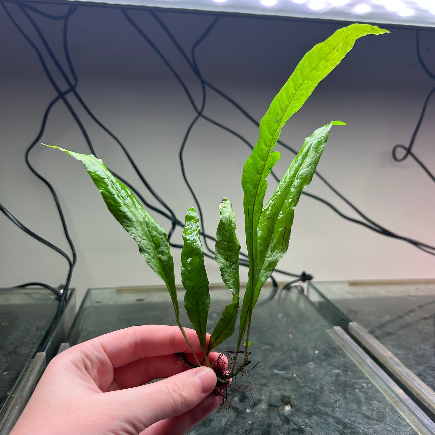Java fern Microsorum pteropus - Aquarium Fish Tank Aquatic Plant - Medium Emersed Grown