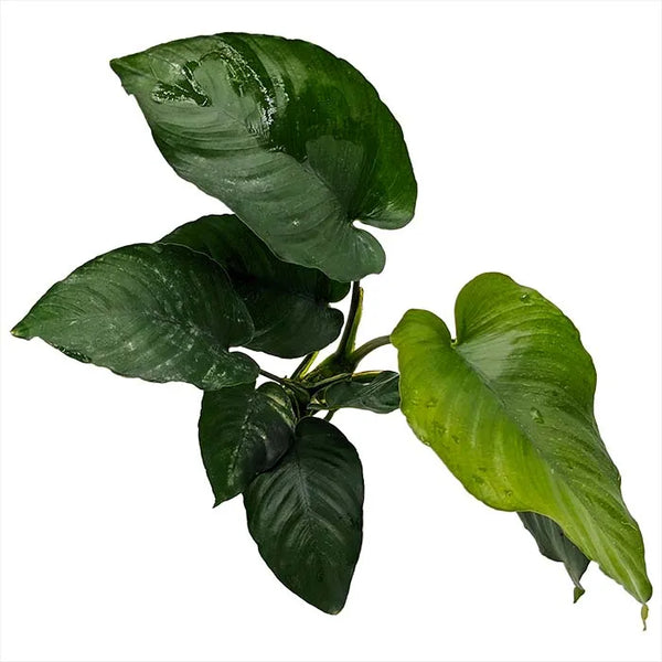 Anubias Barteri (Old Type)