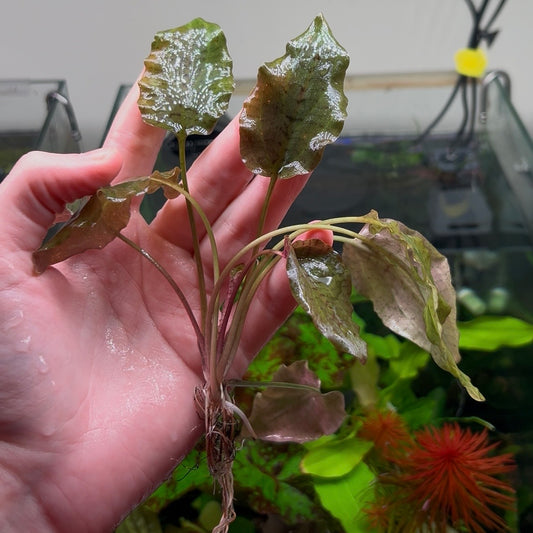 Crypt Cordata - Stripe Variety - Selendang Region - RARE ★