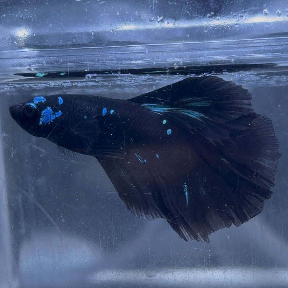 Halfmoon Avatar Male Betta 3.5cm (C)