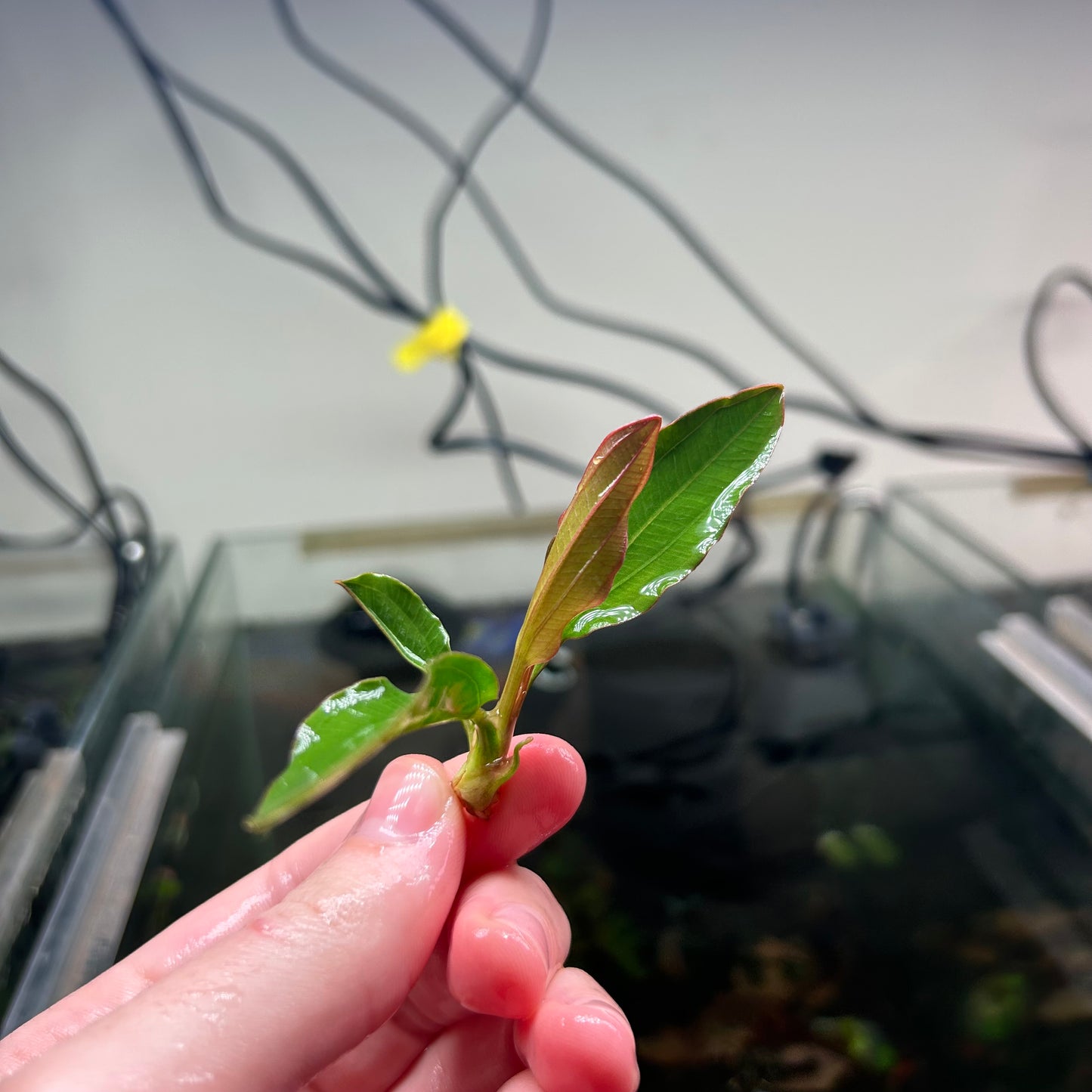 Echinodorus Fancy Twist - Emersed Grown