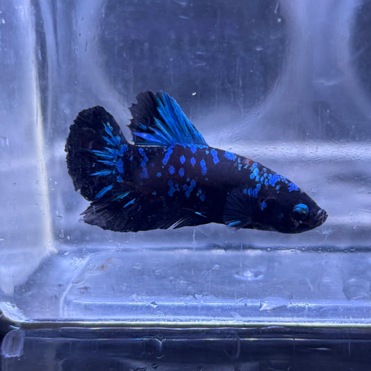 Blue Avatar Betta 3.5cm Male (Example Only)