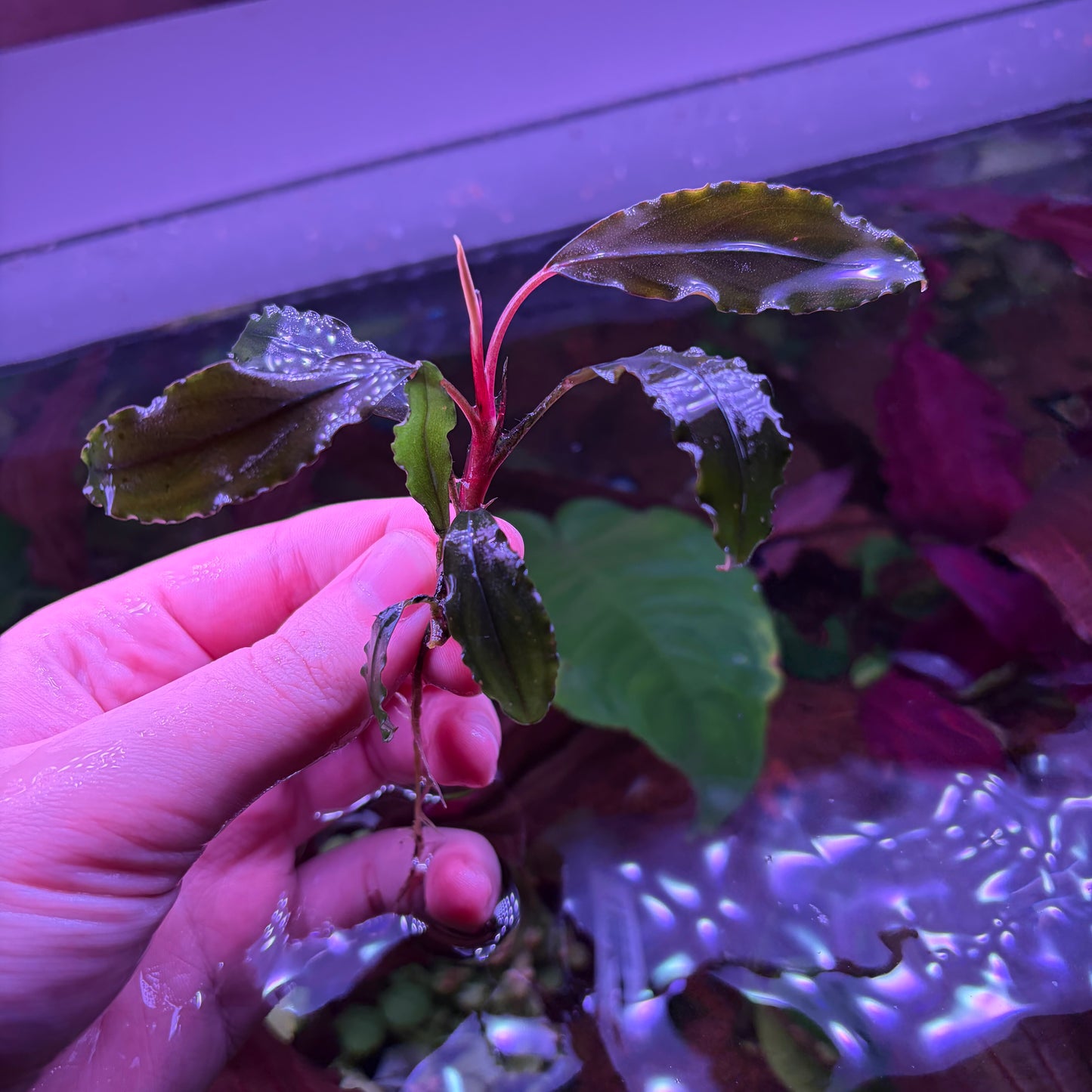 Assorted Bucephalandra ★