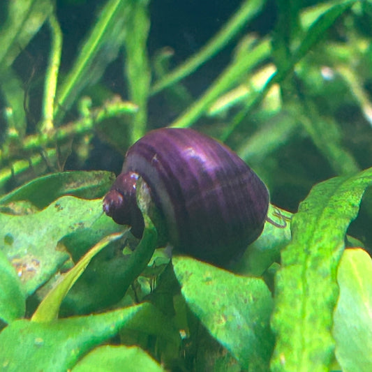 Purple Mystery Snail - Algae Eating Aquarium Fish Tank Cleanup Crew