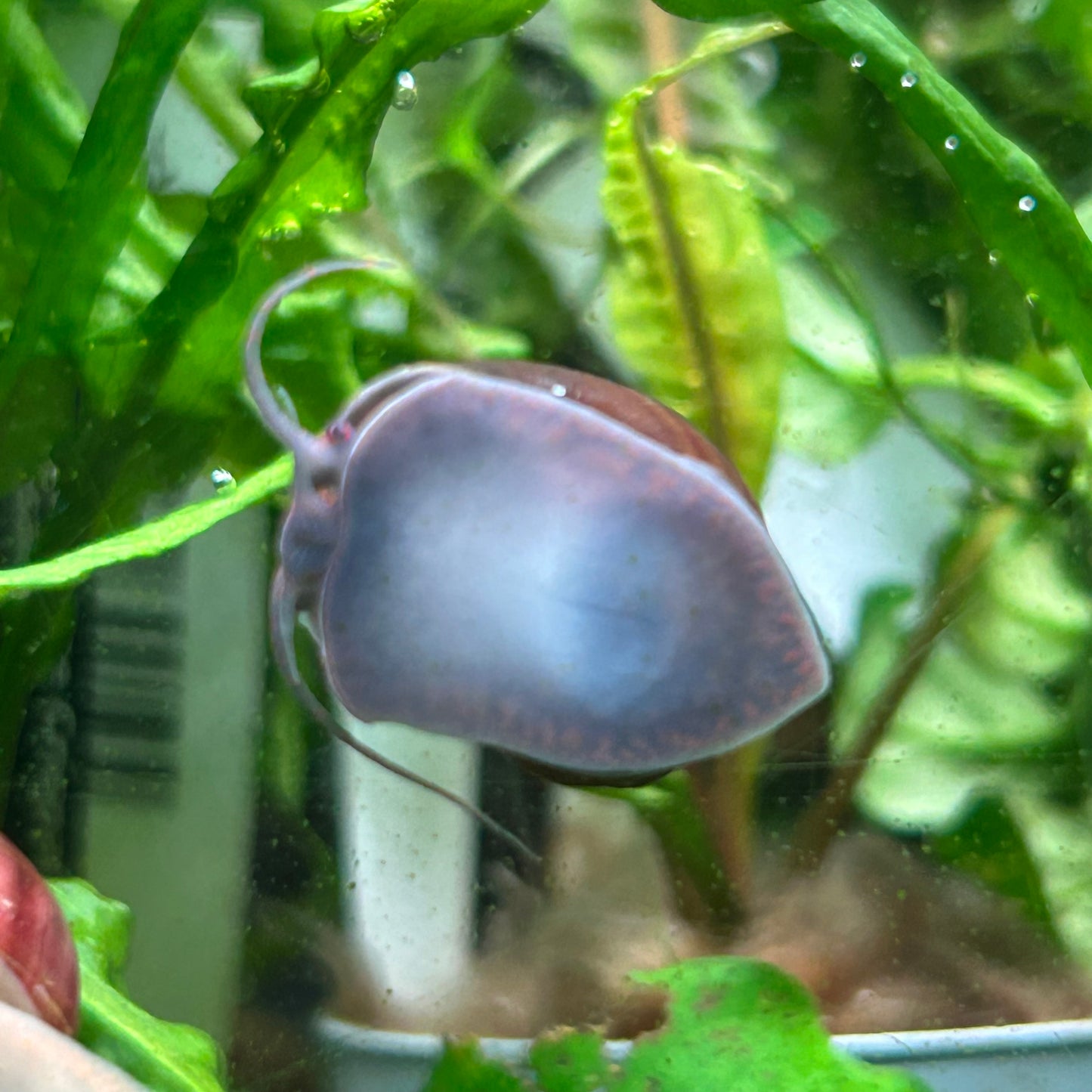 Black Foot Mystery Snail - Algae Eating Aquarium Fish Tank Cleanup Crew