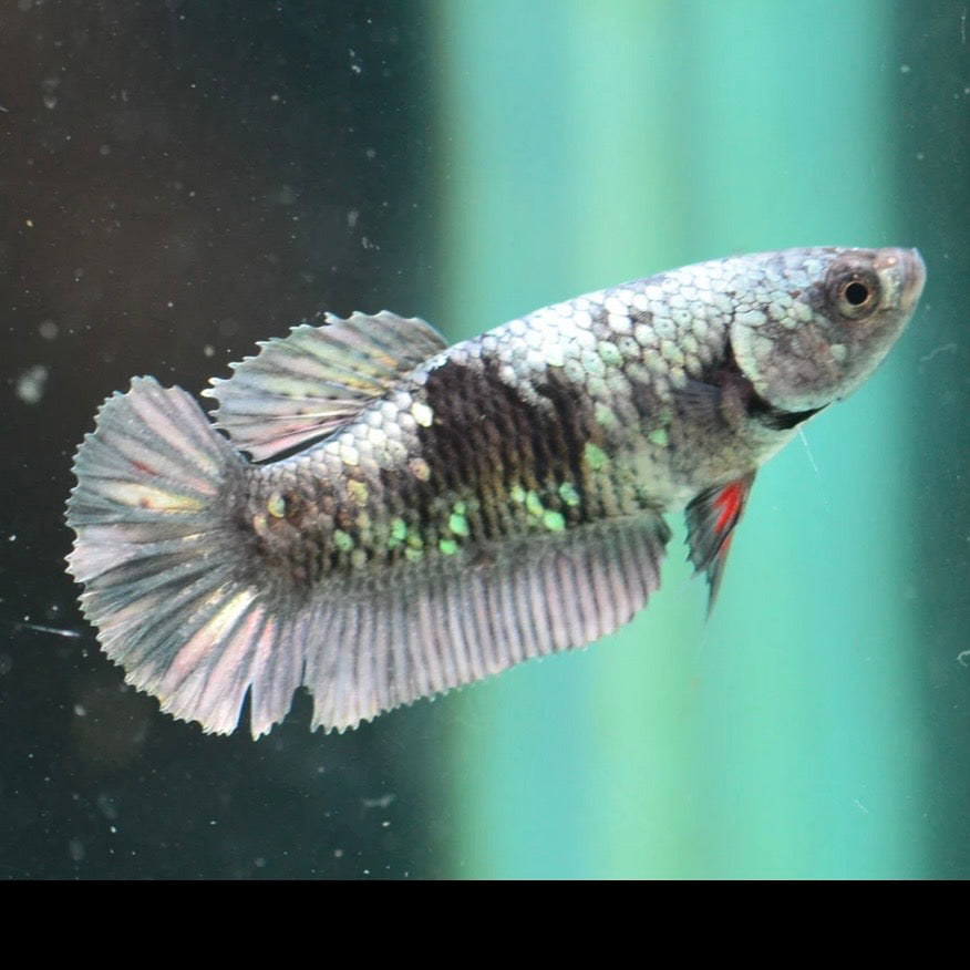 Copper Gold Avatar Halfmoon Plakat Female Betta 4cm