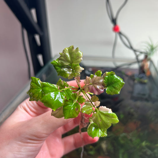 Cardamine Japonica Variegated