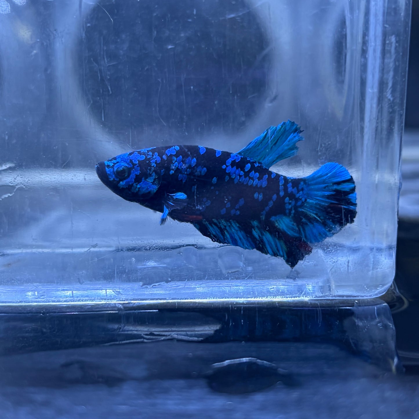 Blue Avatar Male Betta 3.5cm (C)