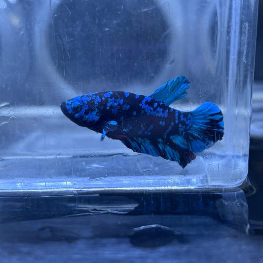 Blue Avatar Male Betta 3.5cm (C)
