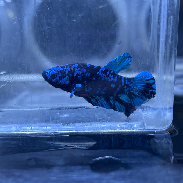 Blue Avatar Male Betta 3.5cm (C)