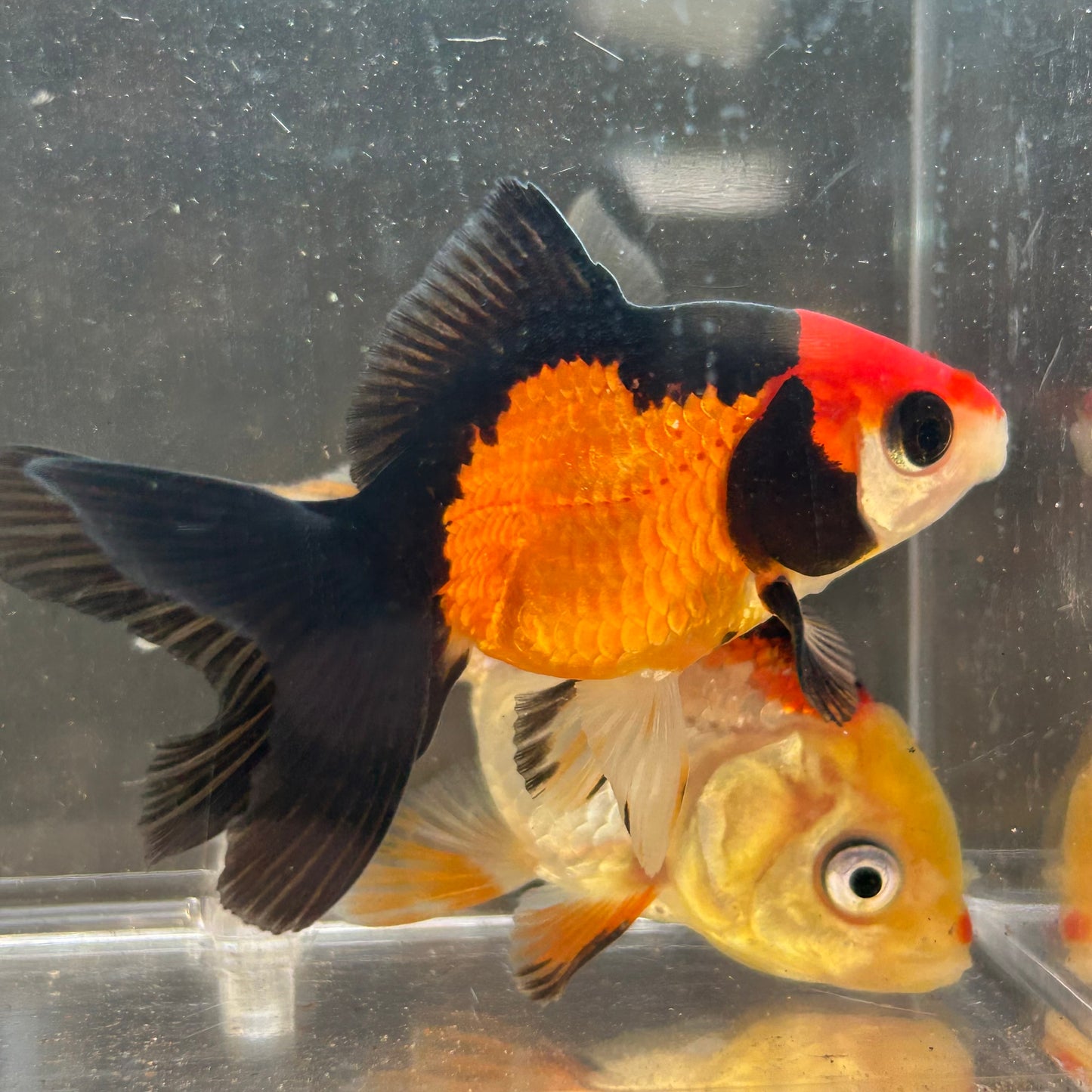 Tri Colour Oranda Goldfish Carassius
auratus 5cm
