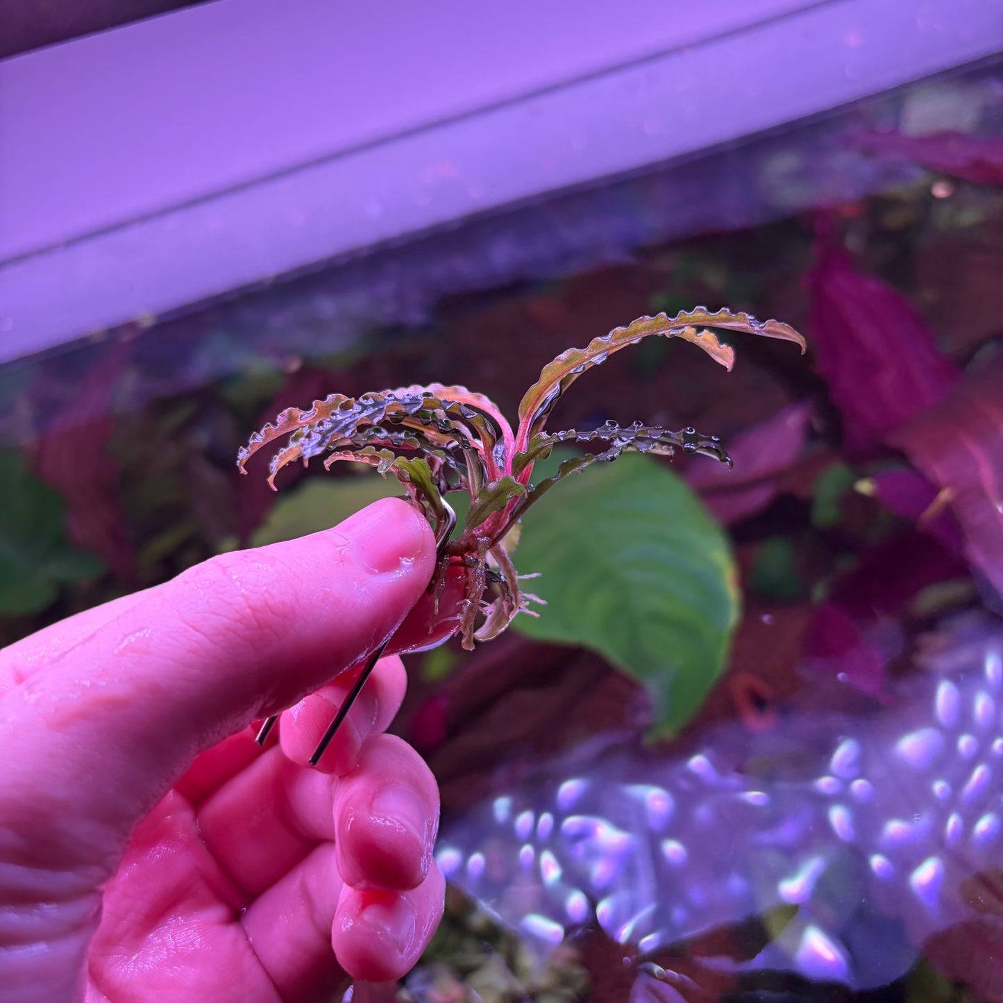 Assorted Bucephalandra ★