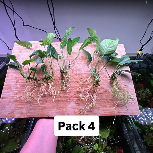 Anubias Pack 4 - 5x Plants Special