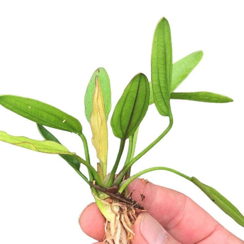 Echinodorus Fancy Twist