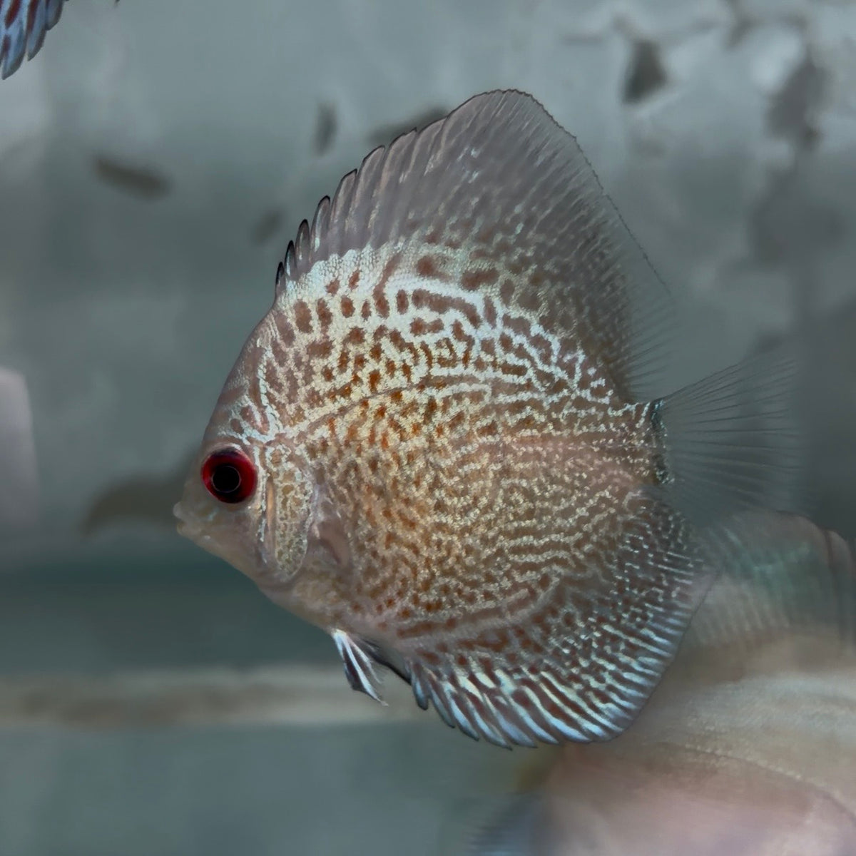 Assorted Discus 5-6cm