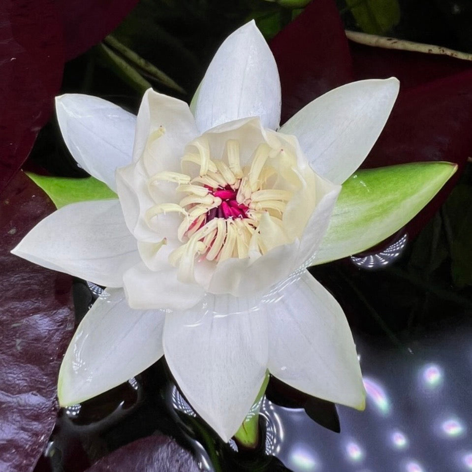 Nymphaea 'Peru-Puerto Maldonado' - RARE PREORDER ★