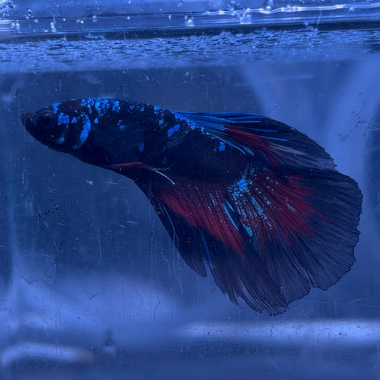 Halfmoon Avatar Male Betta 3.5cm (G)