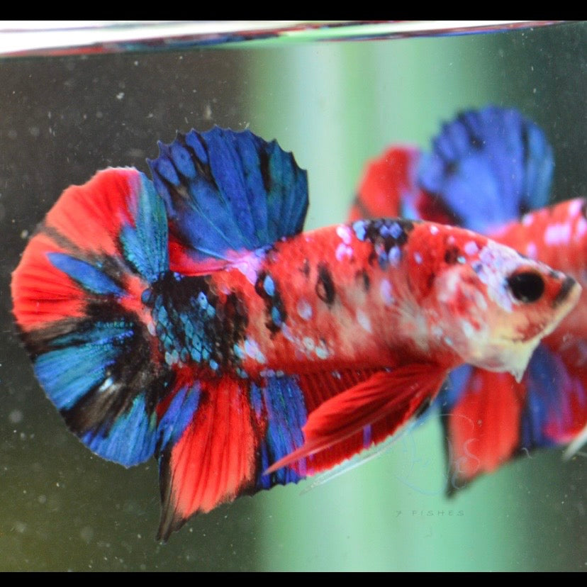 Red Koi Galaxy Halfmoon Plakat Male Betta 4cm