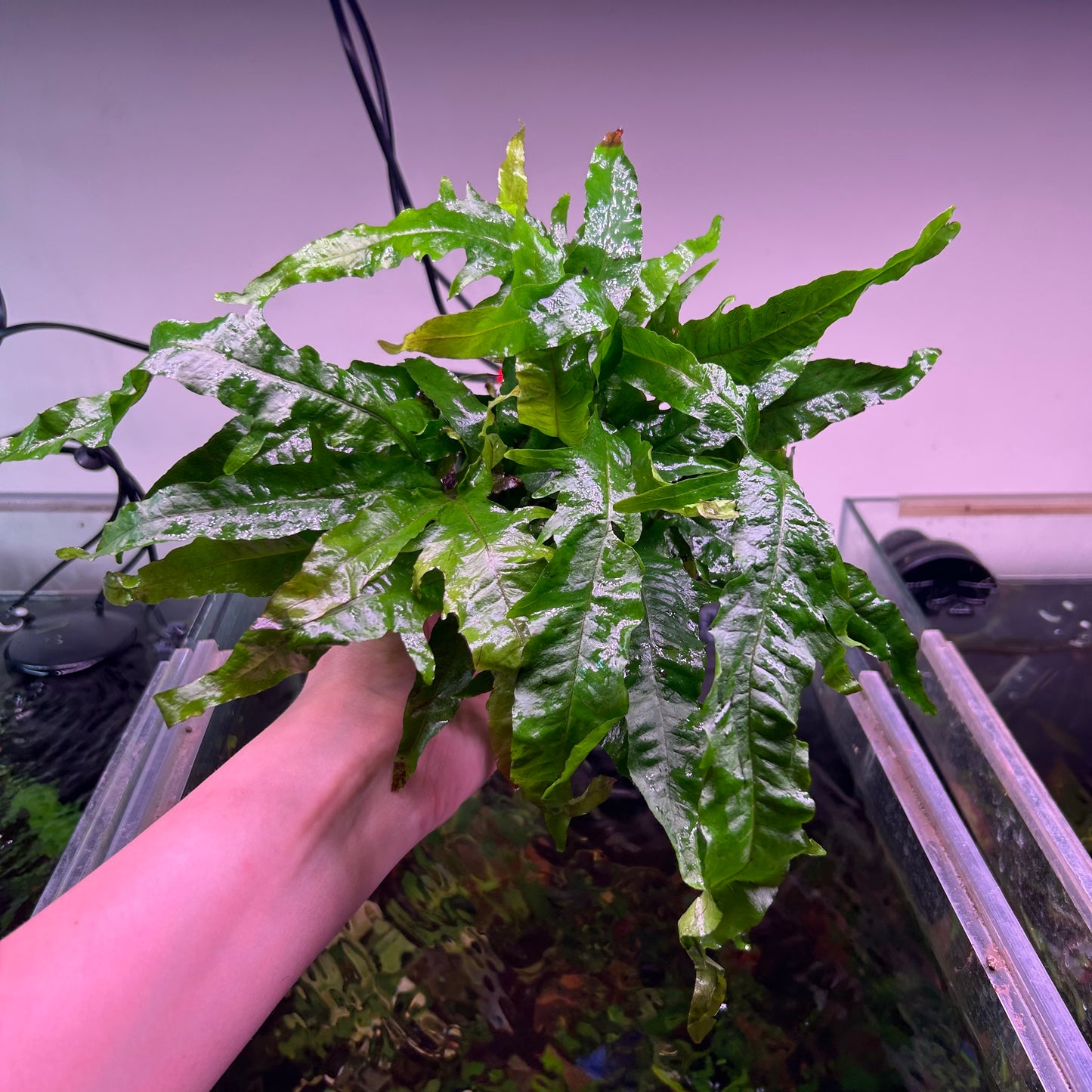Java Fern ‘Tropica’ - Emersed Grown Super RARE
