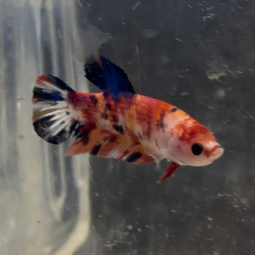 Halfmoon Koi Betta Female 3.5cm (Random Selection)