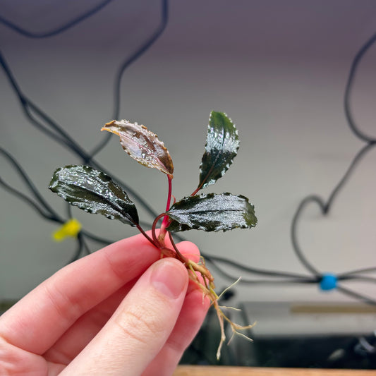 Bucephalandra Wavy Green - Submersed grown 4-5+ leaf cutting