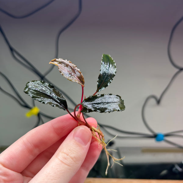 Bucephalandra Wavy Green ★