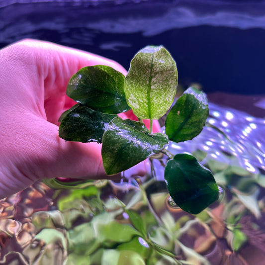 Anubias Variegated Pinto 4-5+ Leaf - Aquarium Fish Tank Aquatic Plant