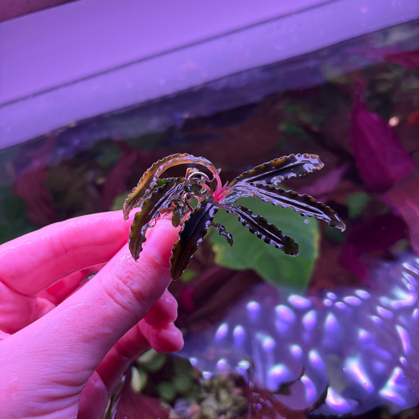Assorted Bucephalandra ★