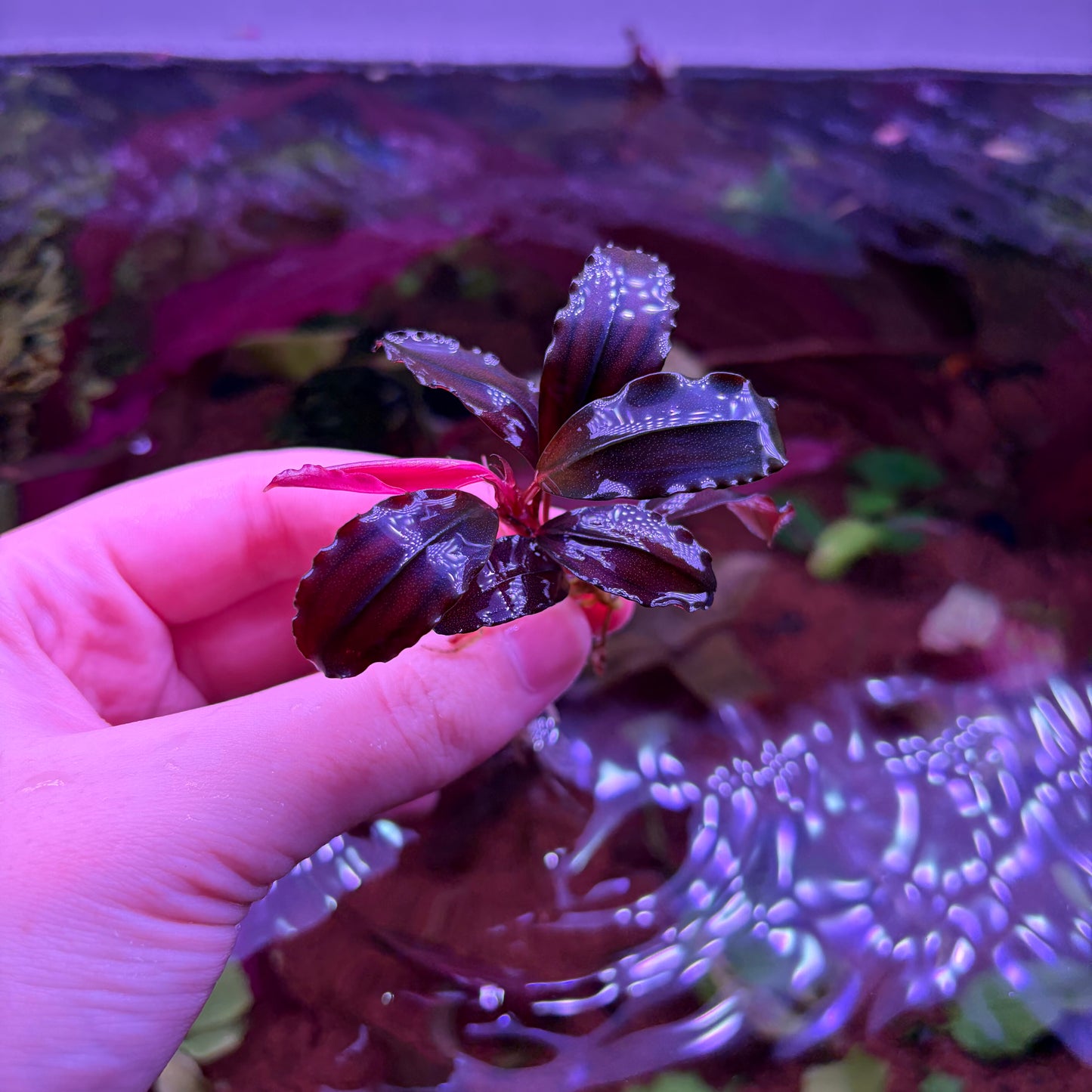 Bucephalandra Devil King