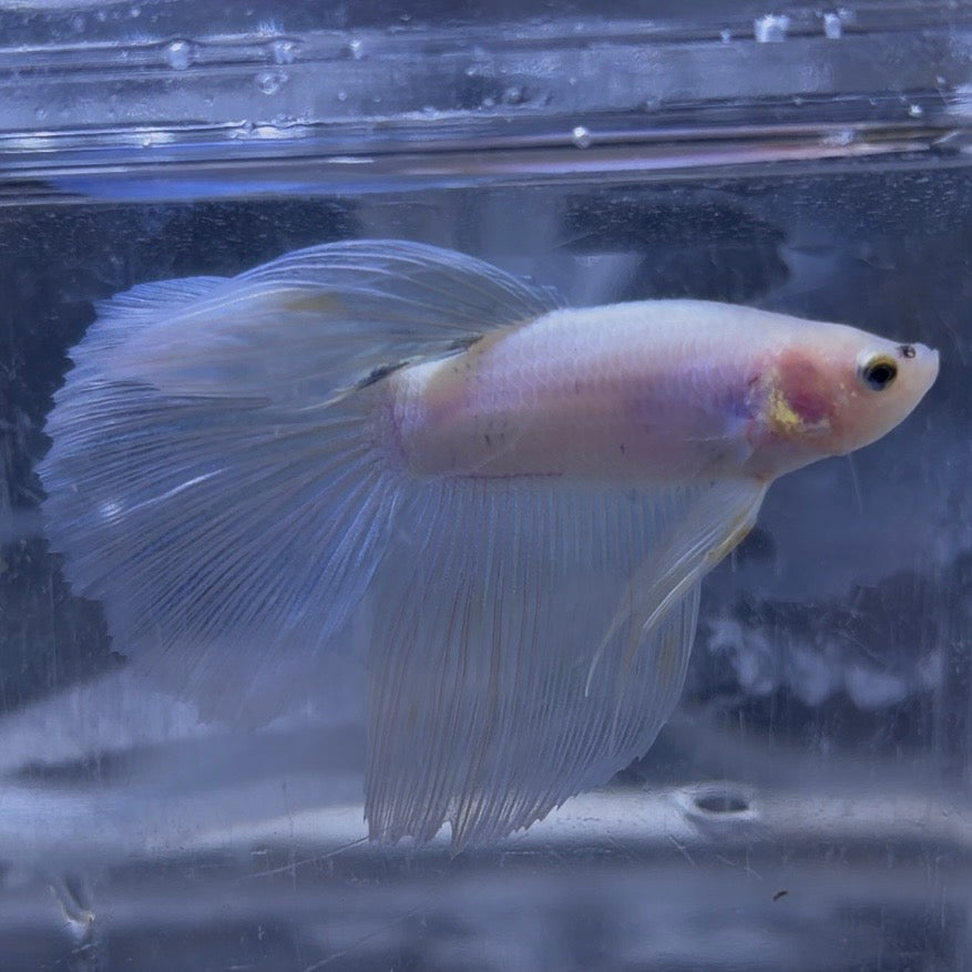 King Rose Tail Betta Male (B)