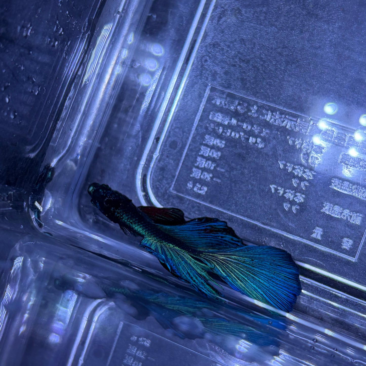 Super Delta Male Betta (Blue) Example Only - Few Available