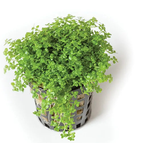 Hemianthus callitrichoides ‘HC Cuba’