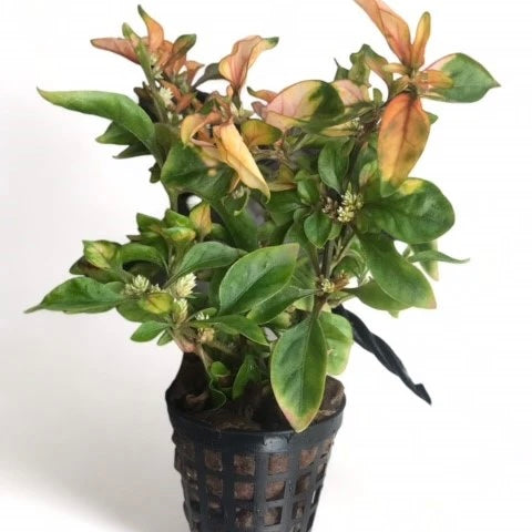 Alternanthera bettzickiana yellow - Terrarium Plant