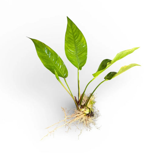 Anubias Barteri Large