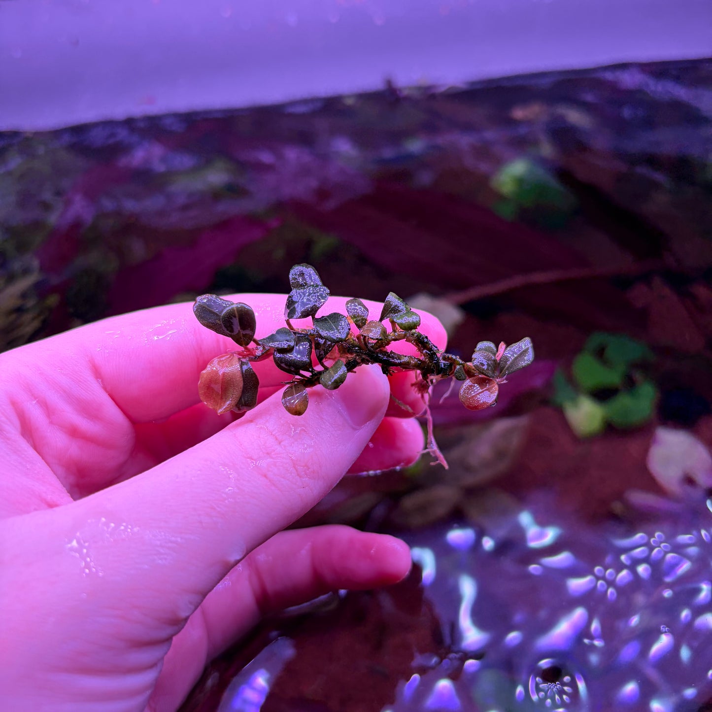 Bucephalandra Helena Cushang