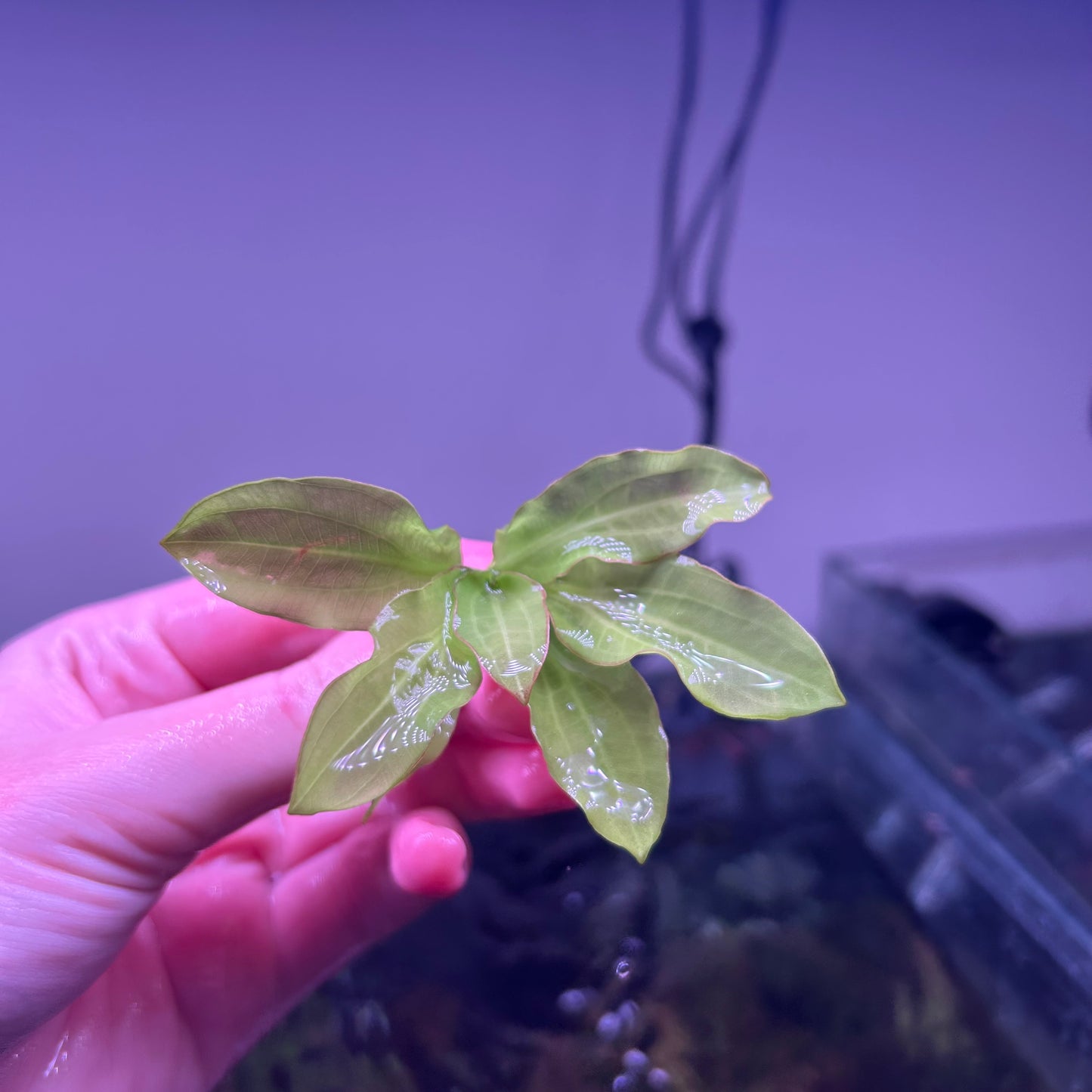 Echinodorus Major / Martii ★