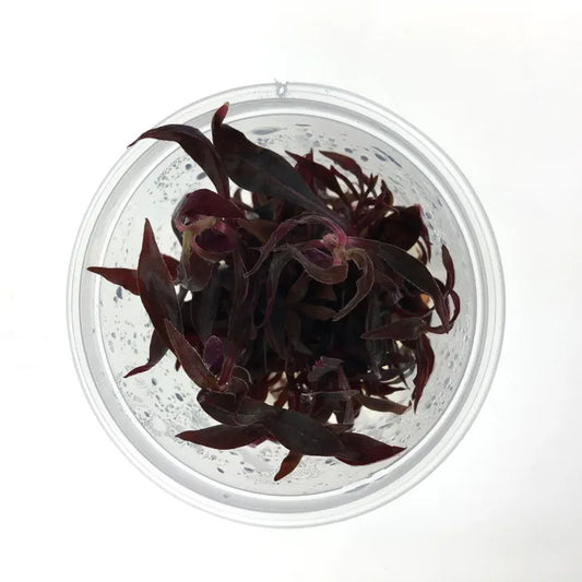 Alternanthera Reineckii Mini - Tissue Culture
