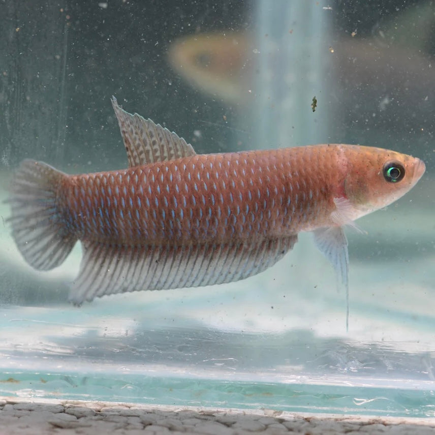 Betta Simorum Unsexed Wild 5cm