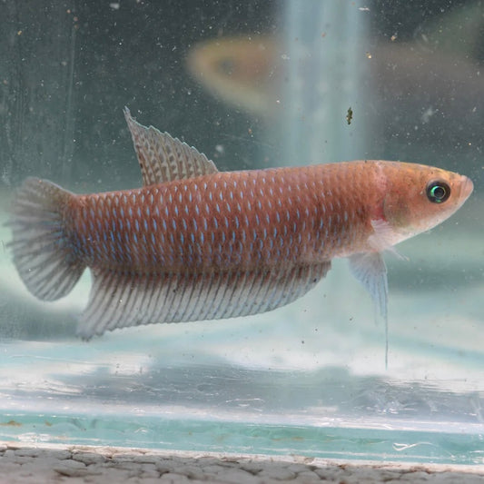 Betta Simorum Unsexed Wild 5cm