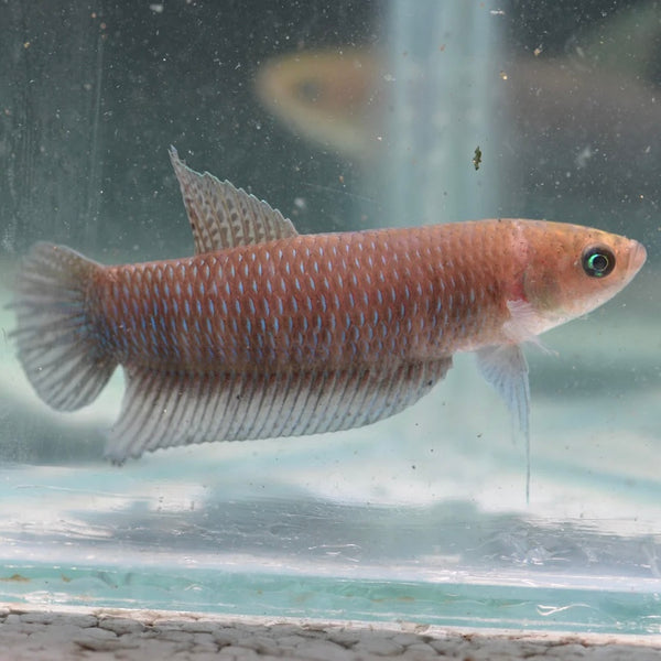 Betta Simorum Unsexed Wild 5cm