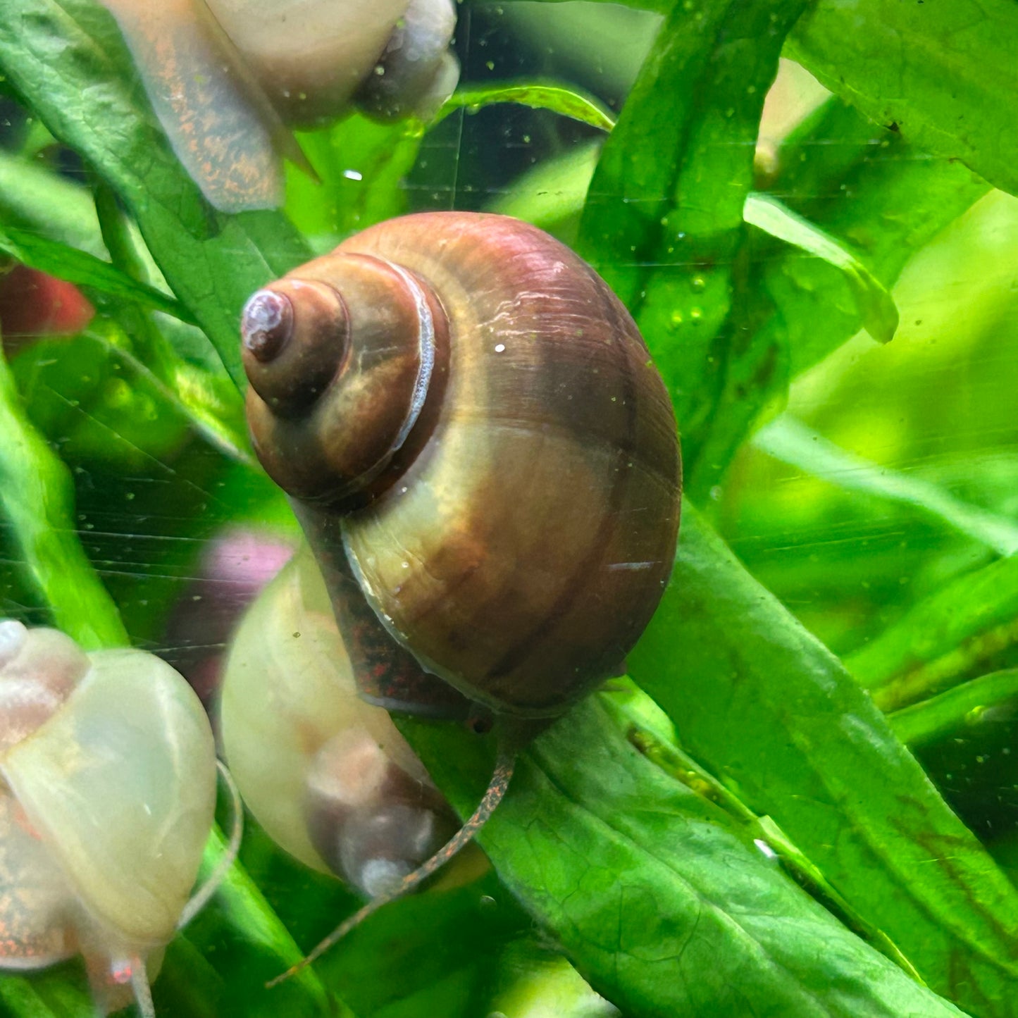 Black Foot Mystery Snail - Algae Eating Aquarium Fish Tank Cleanup Crew