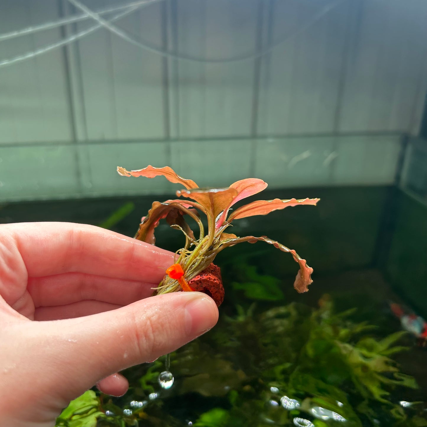 Assorted Submersed Bucephalandra