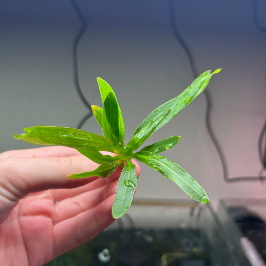 Echinodorus horemanii green RARE ★