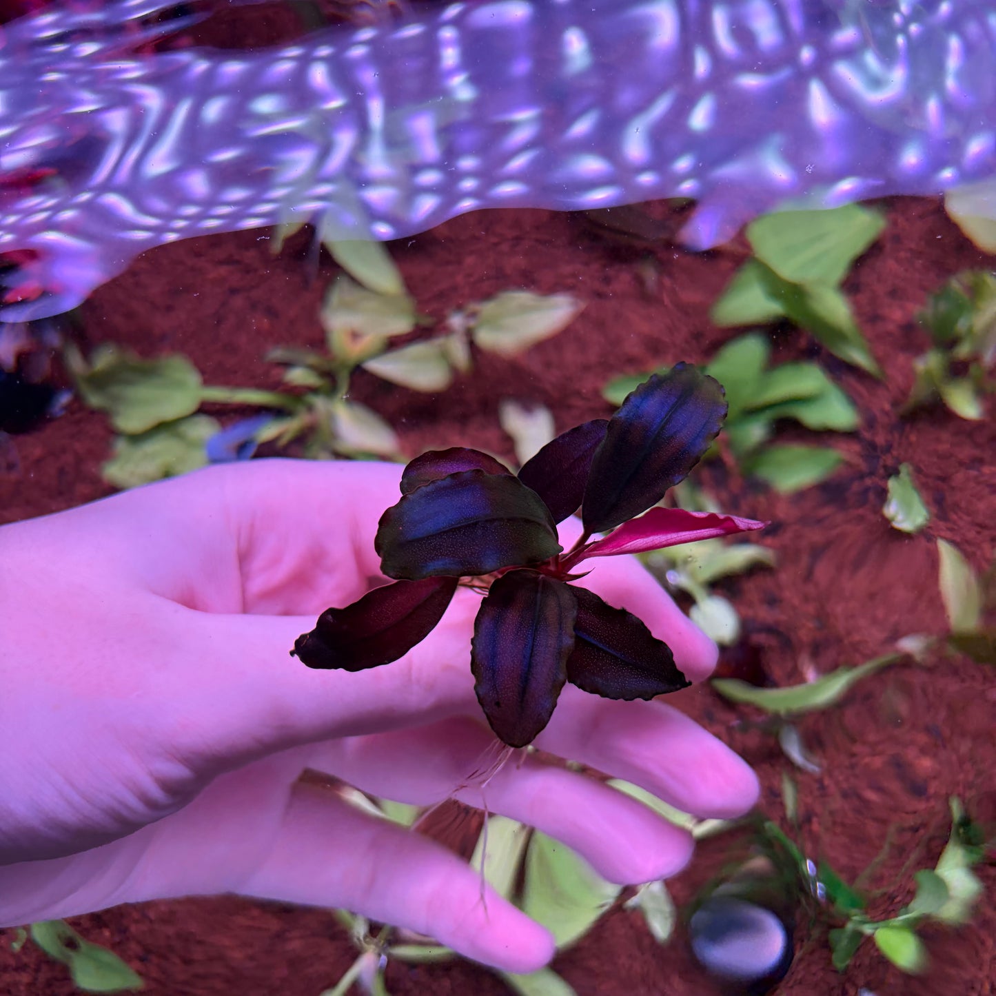 Bucephalandra Devil King