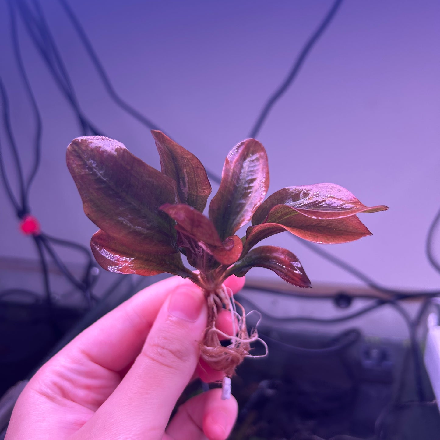 Echinodorus Hadi Red Pearl