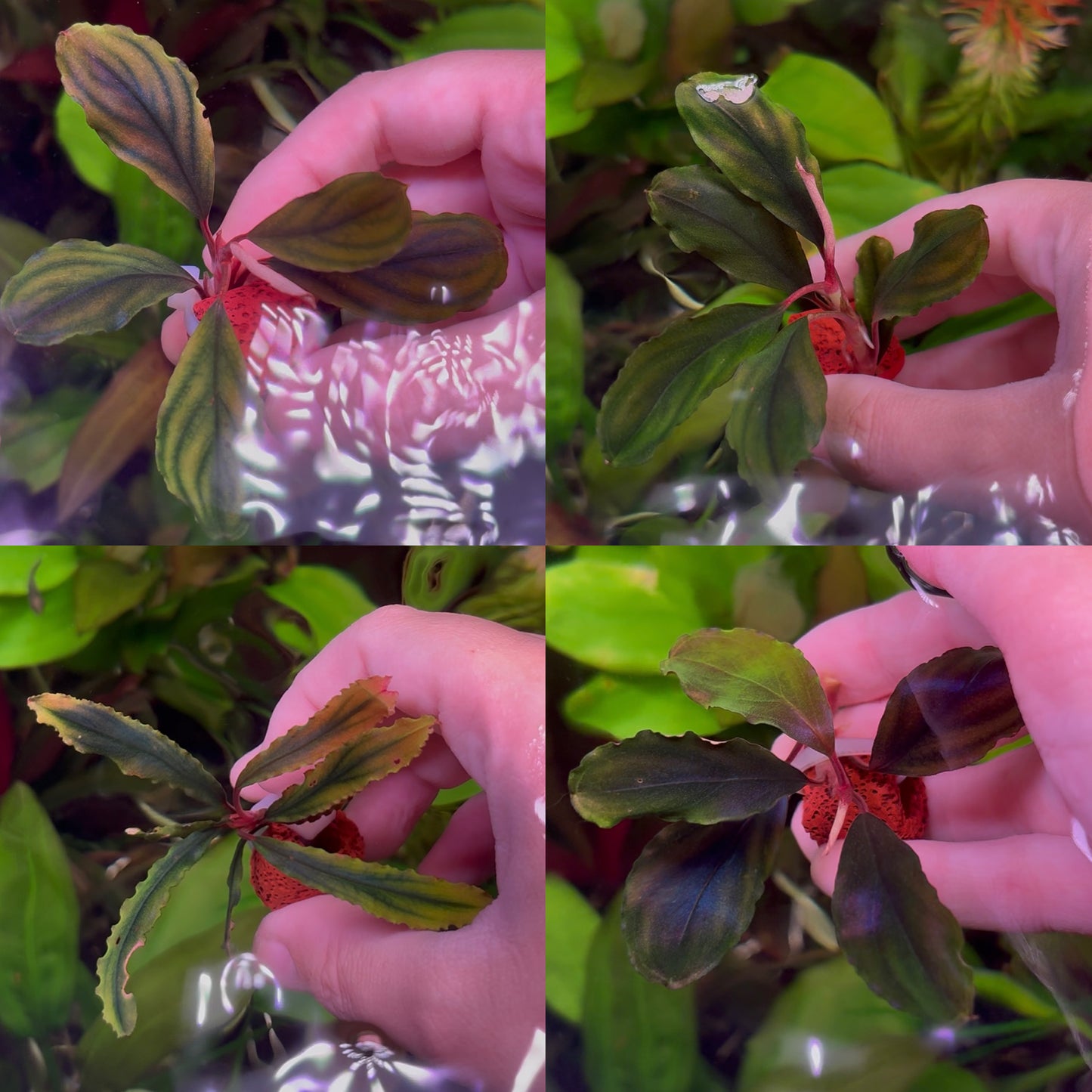 Assorted Bucephalandra ★