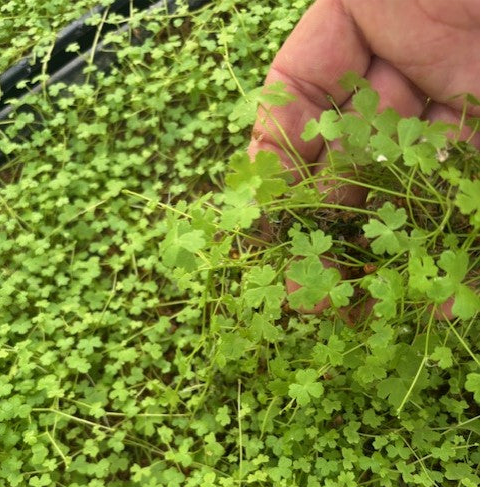Hydrocotyle tripartita" Nano japan'