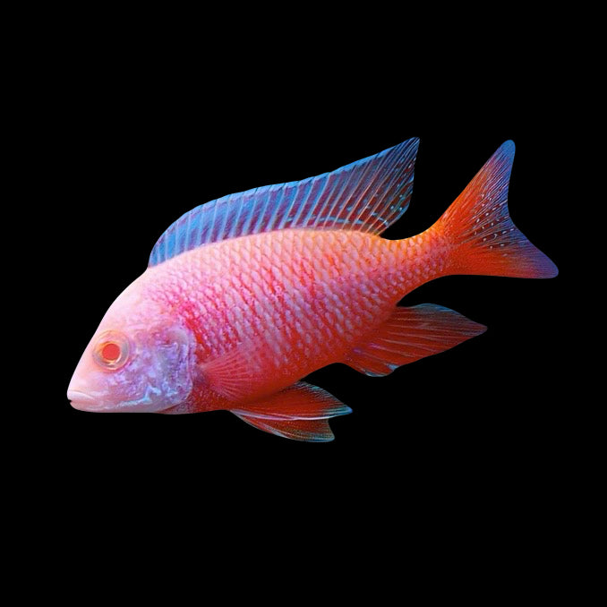 Albino Dragonblood Peacock Cichlid