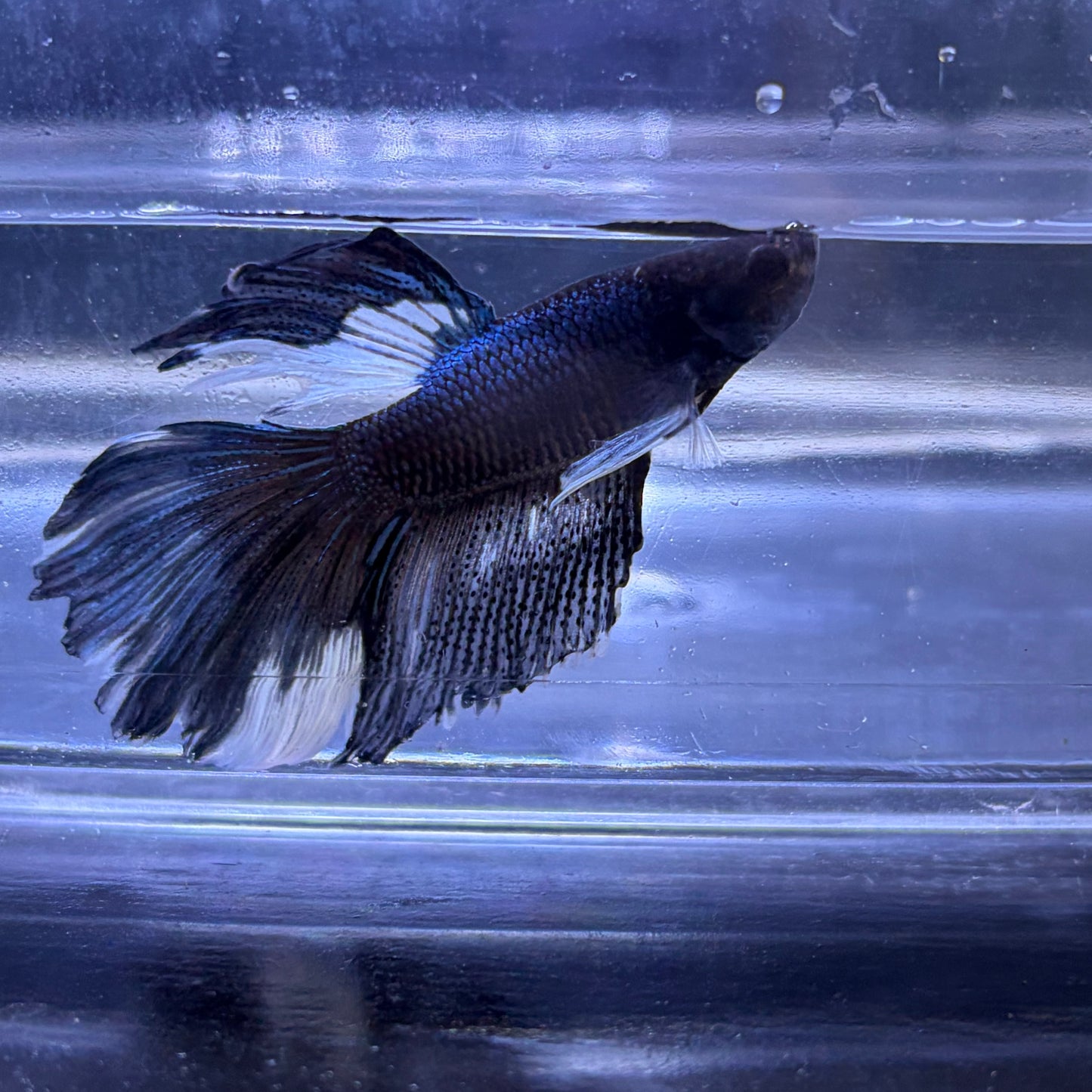 Super Delta Tail Male Betta 3.5cm (G)